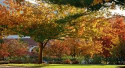 秋天的校园树叶照片.